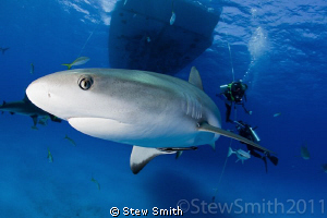 Divers hanging out as the reefies patrol by Stew Smith 